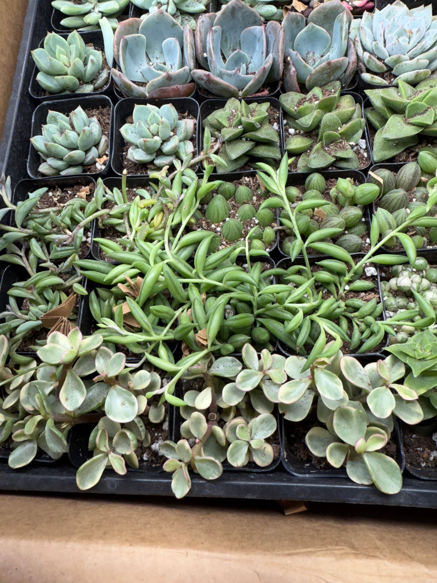 Succulents
