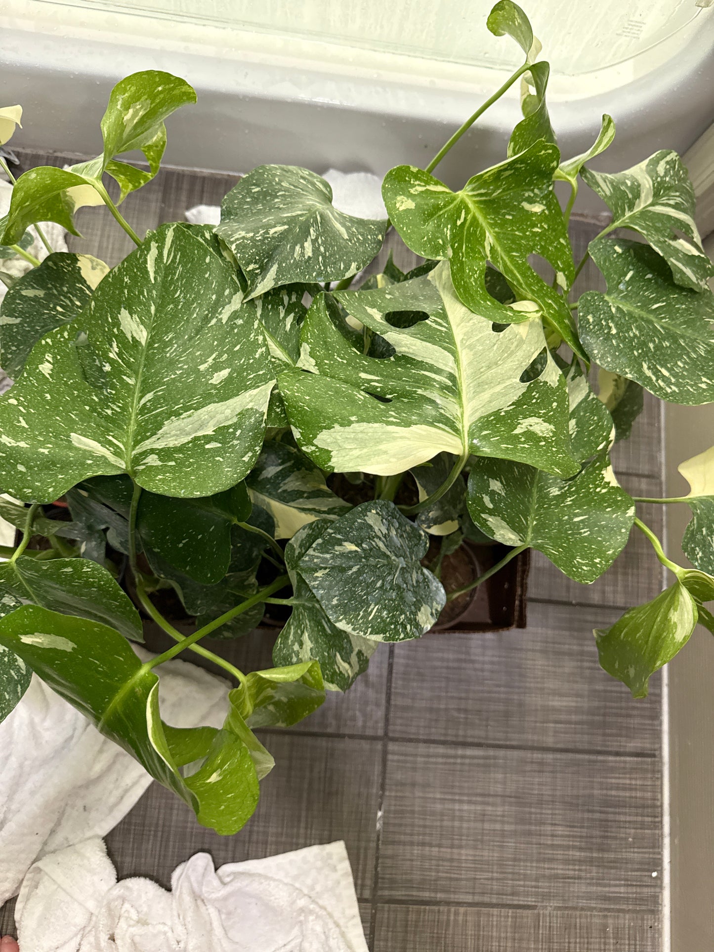 Monstera Thai constellation