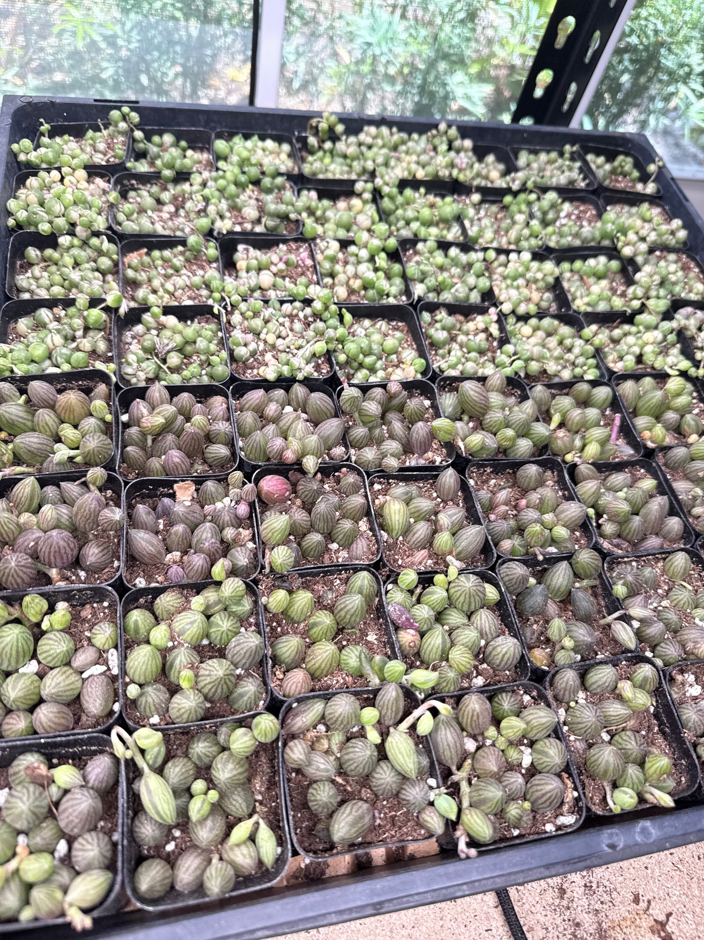 Succulents