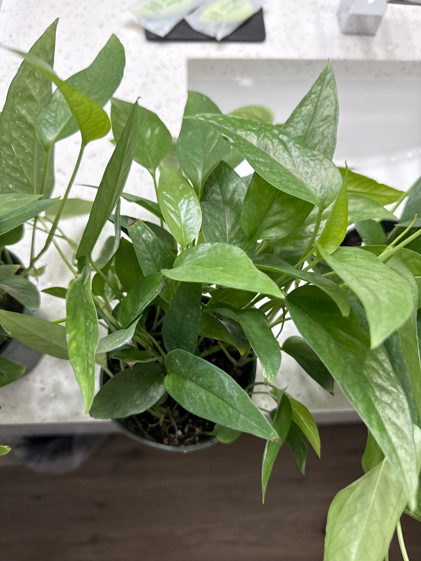 Cebu blue pothos