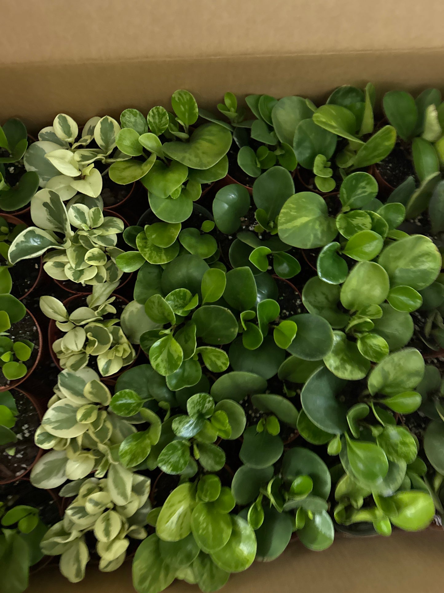 Assorted Peperomia