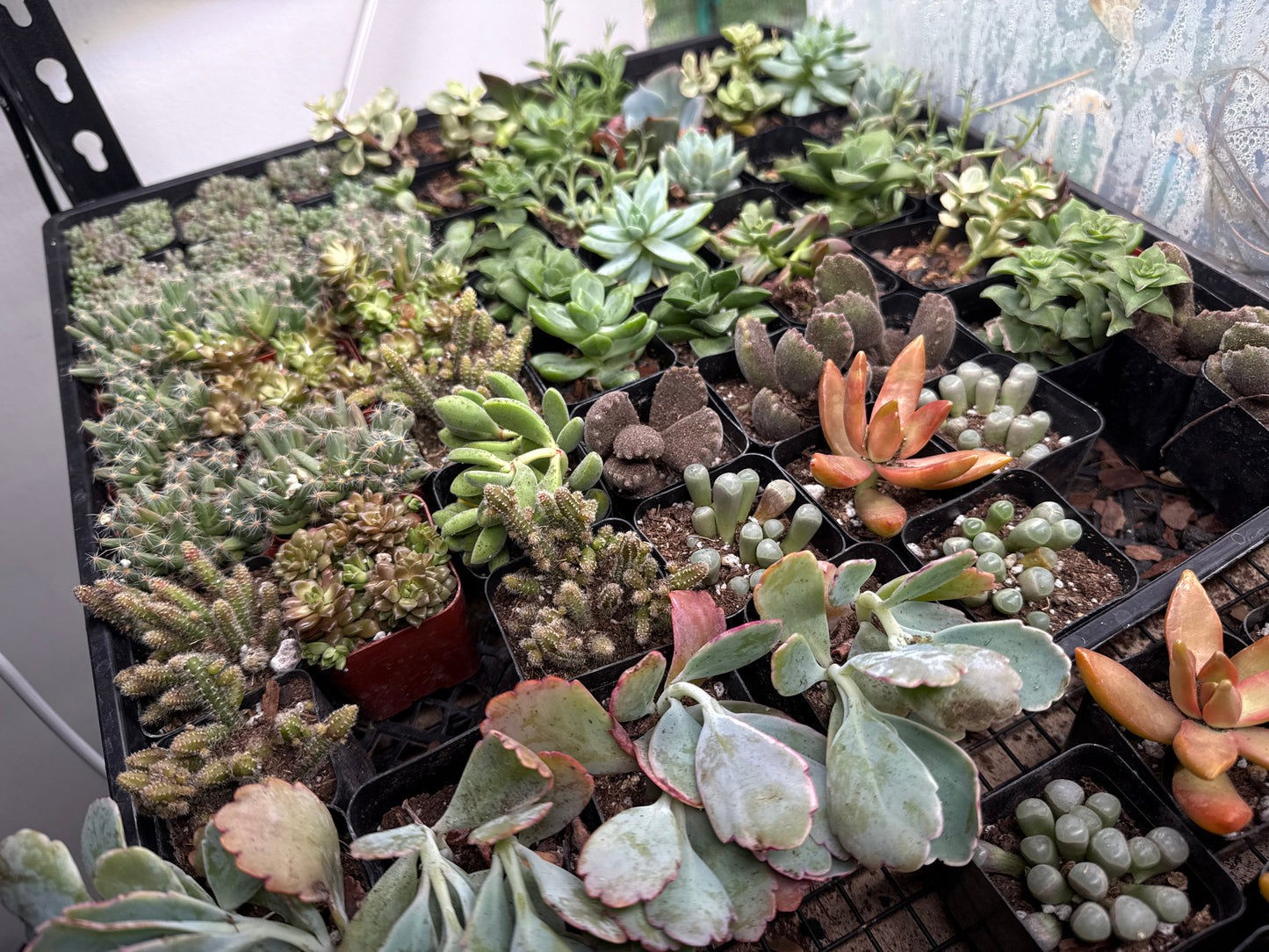 Succulents