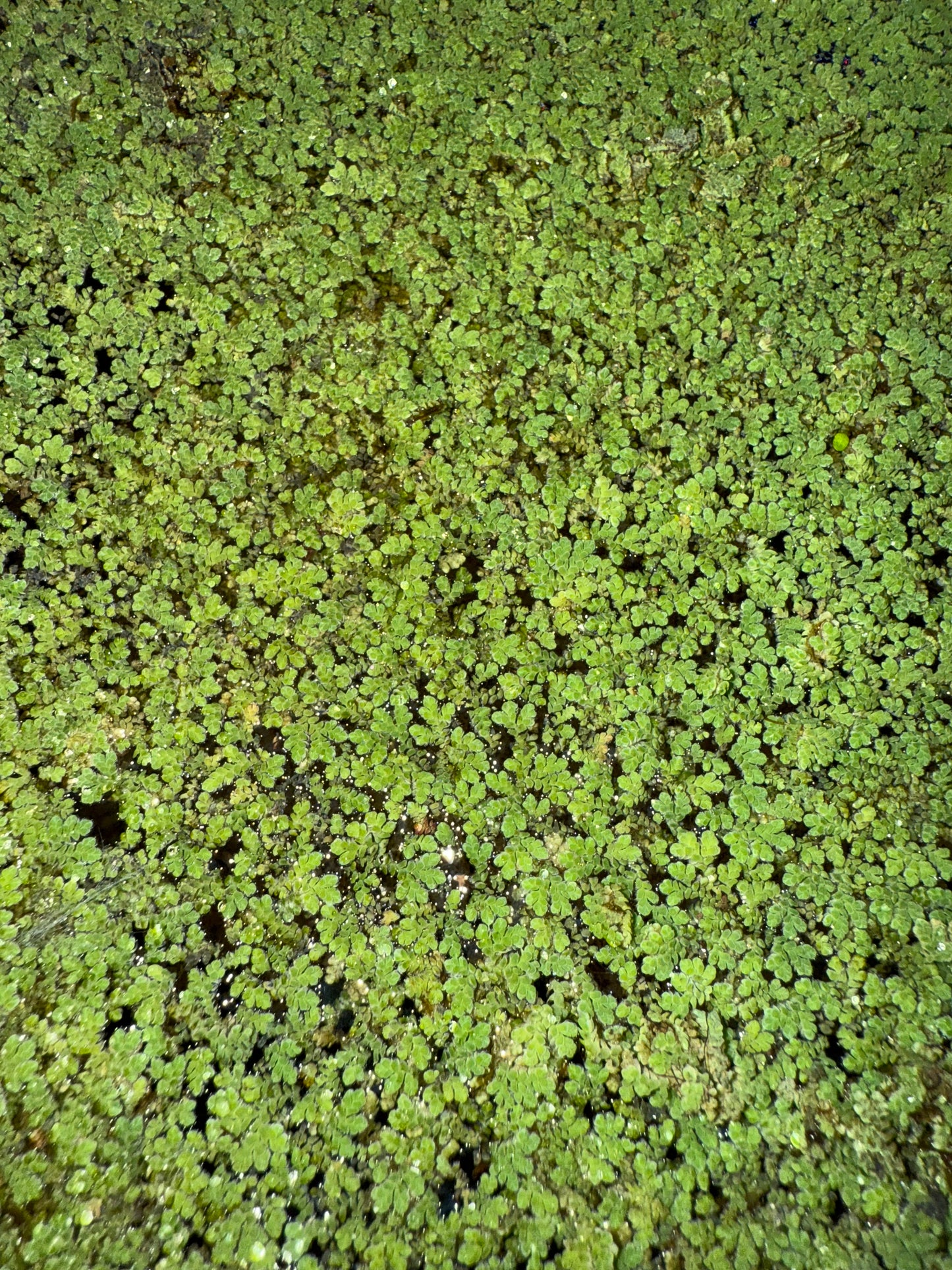 Azolla Caroliniana
