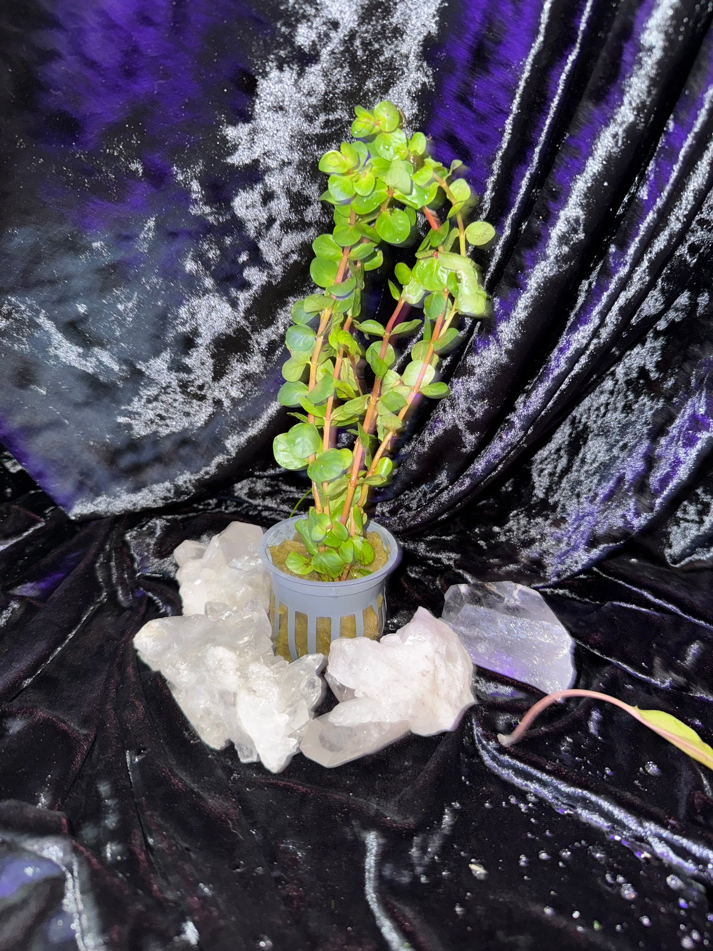 Rotala rotundifolia 'Blood Red'