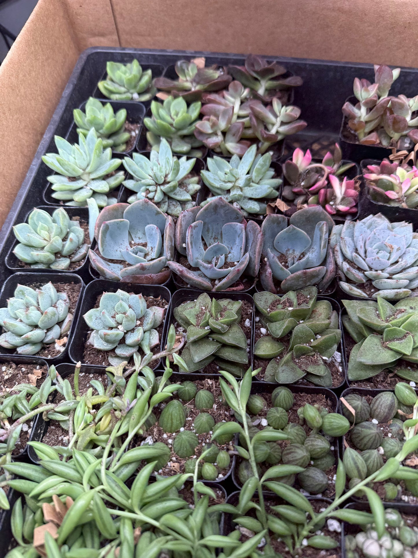Succulents