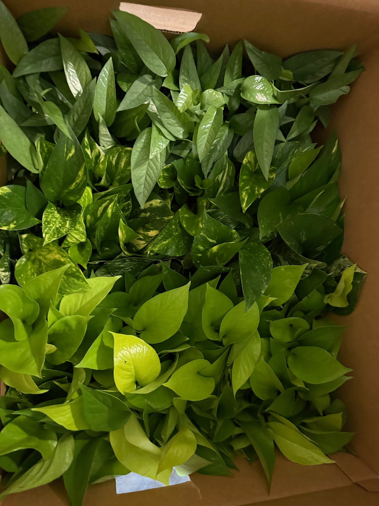 Cebu blue pothos