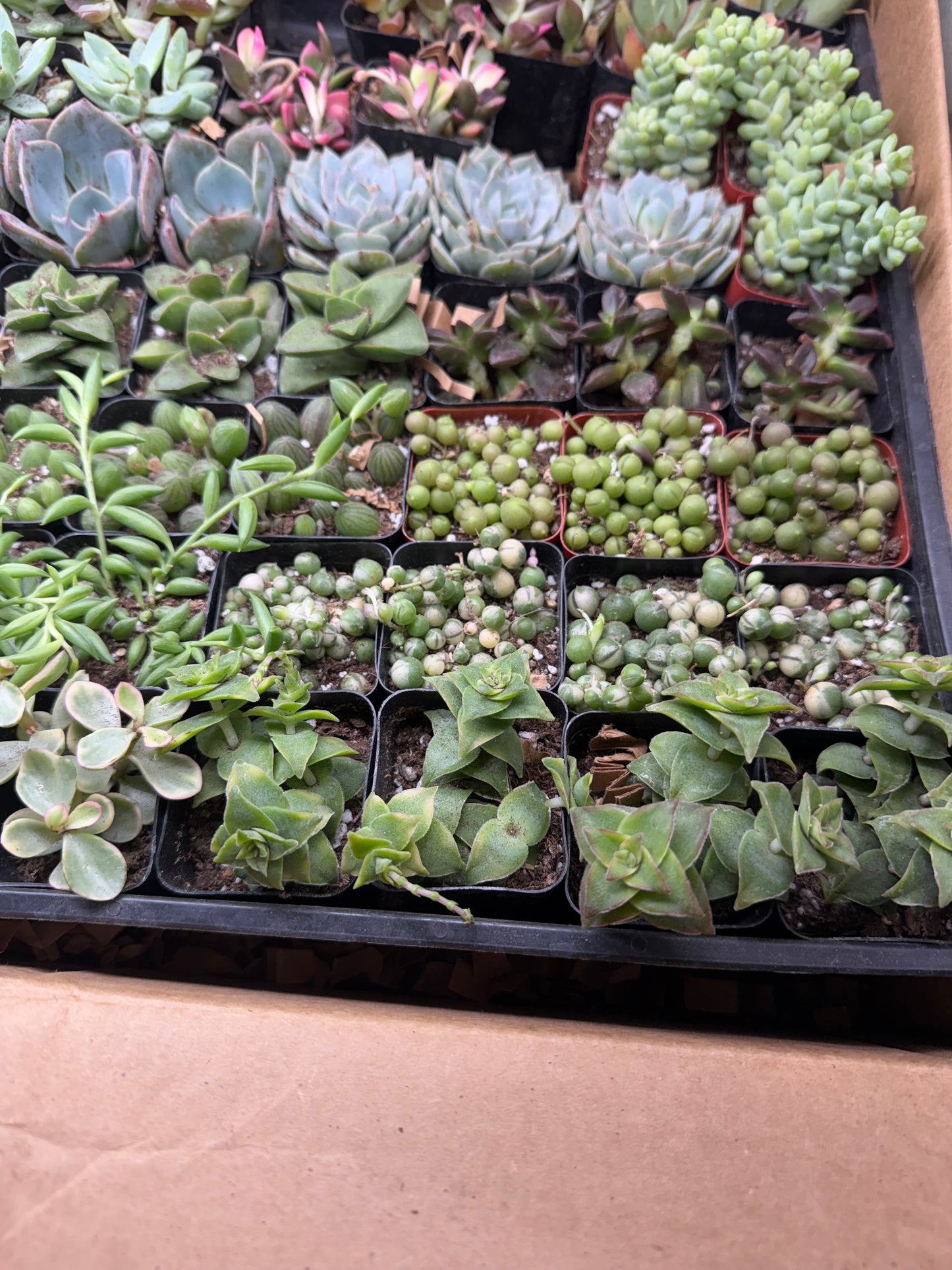 Succulents