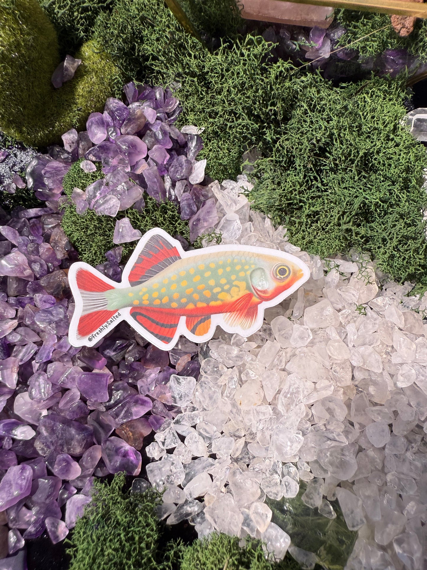Celestial Pearl Danio Sticker