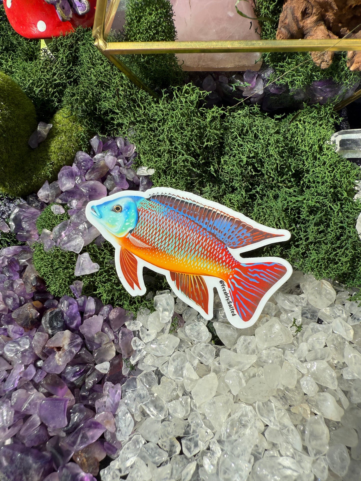Red Empress Cichlid Sticker