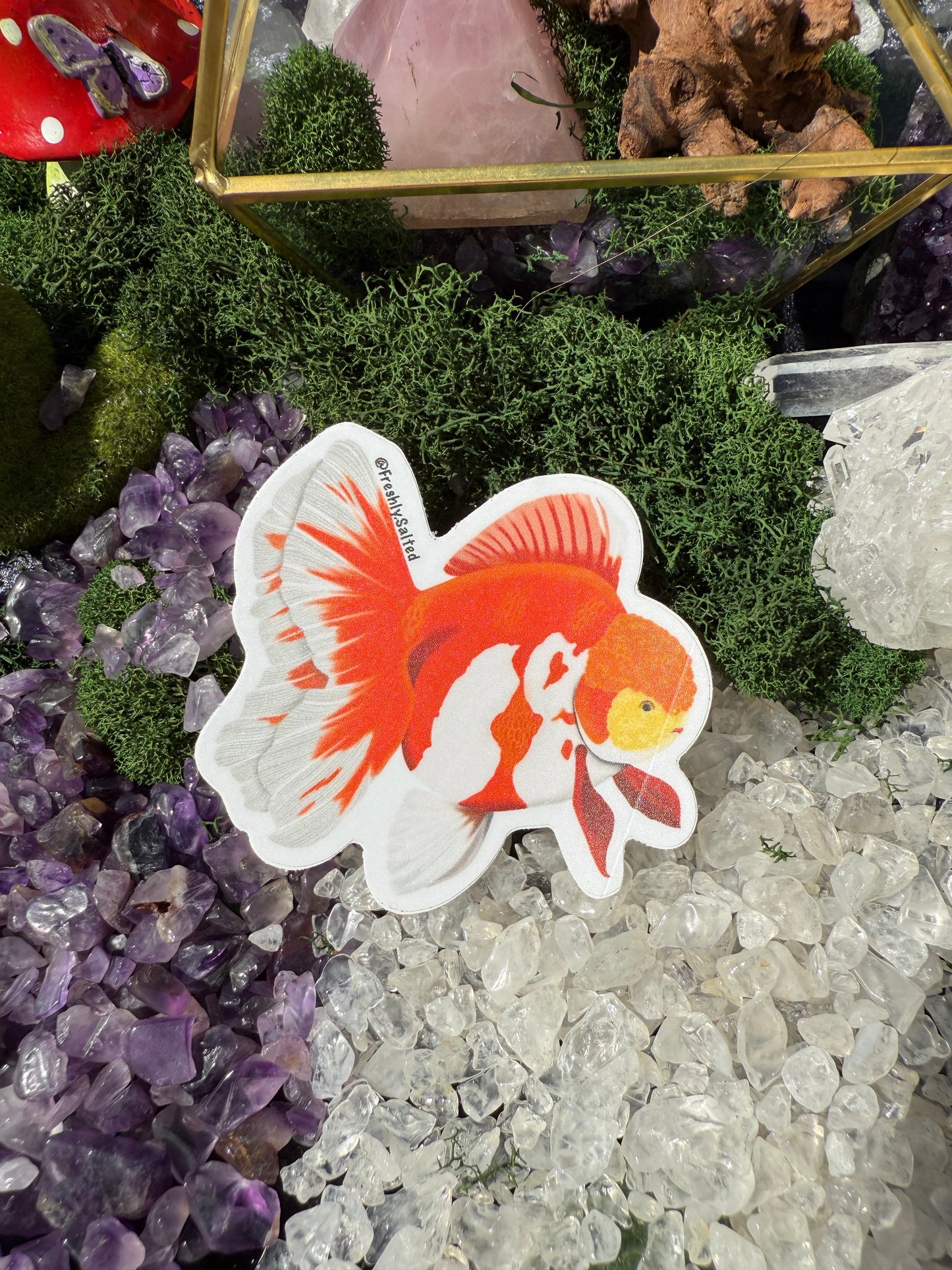 Oranda Goldfish Sticker