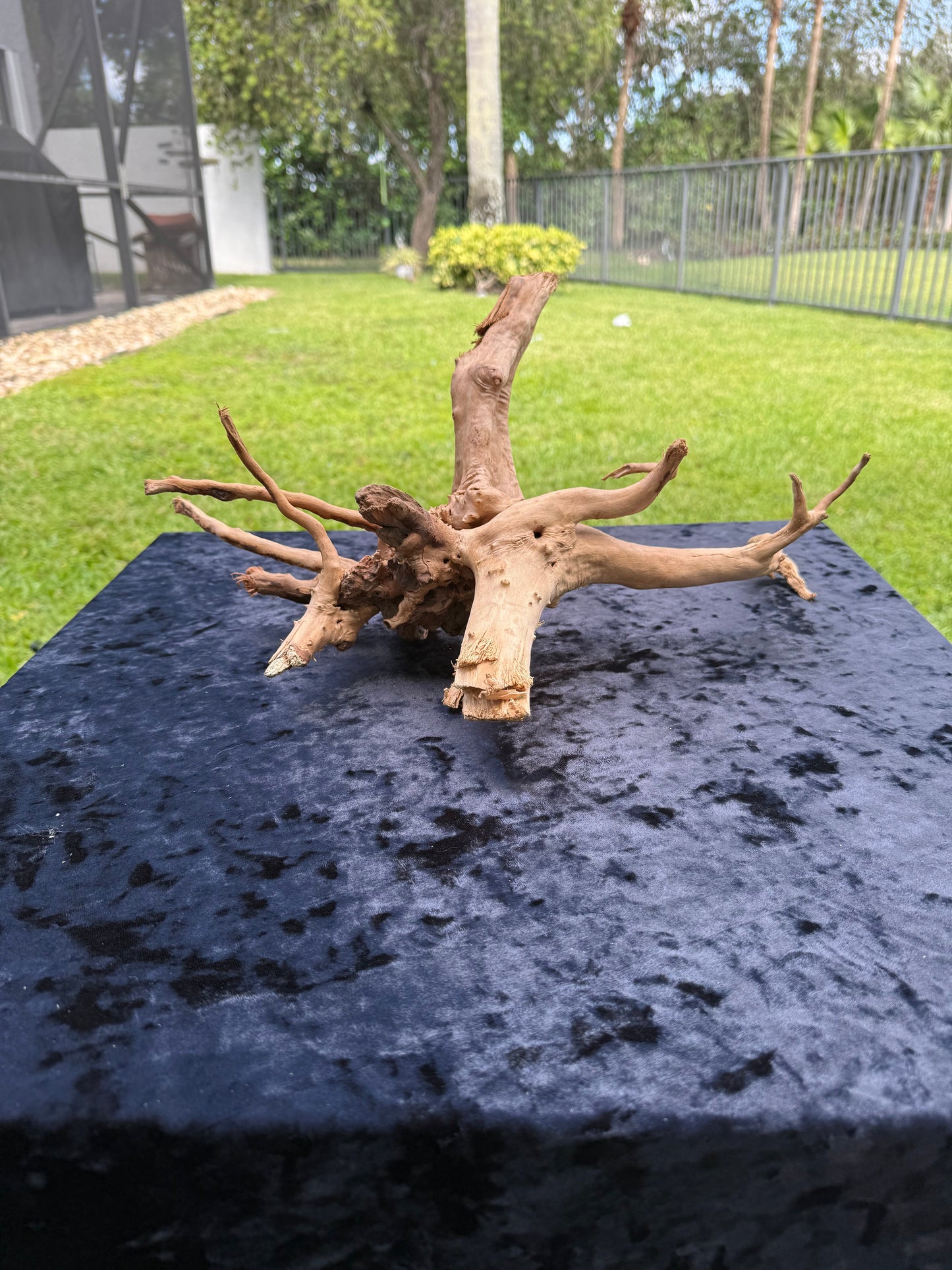 Large Tanglewood Root 2