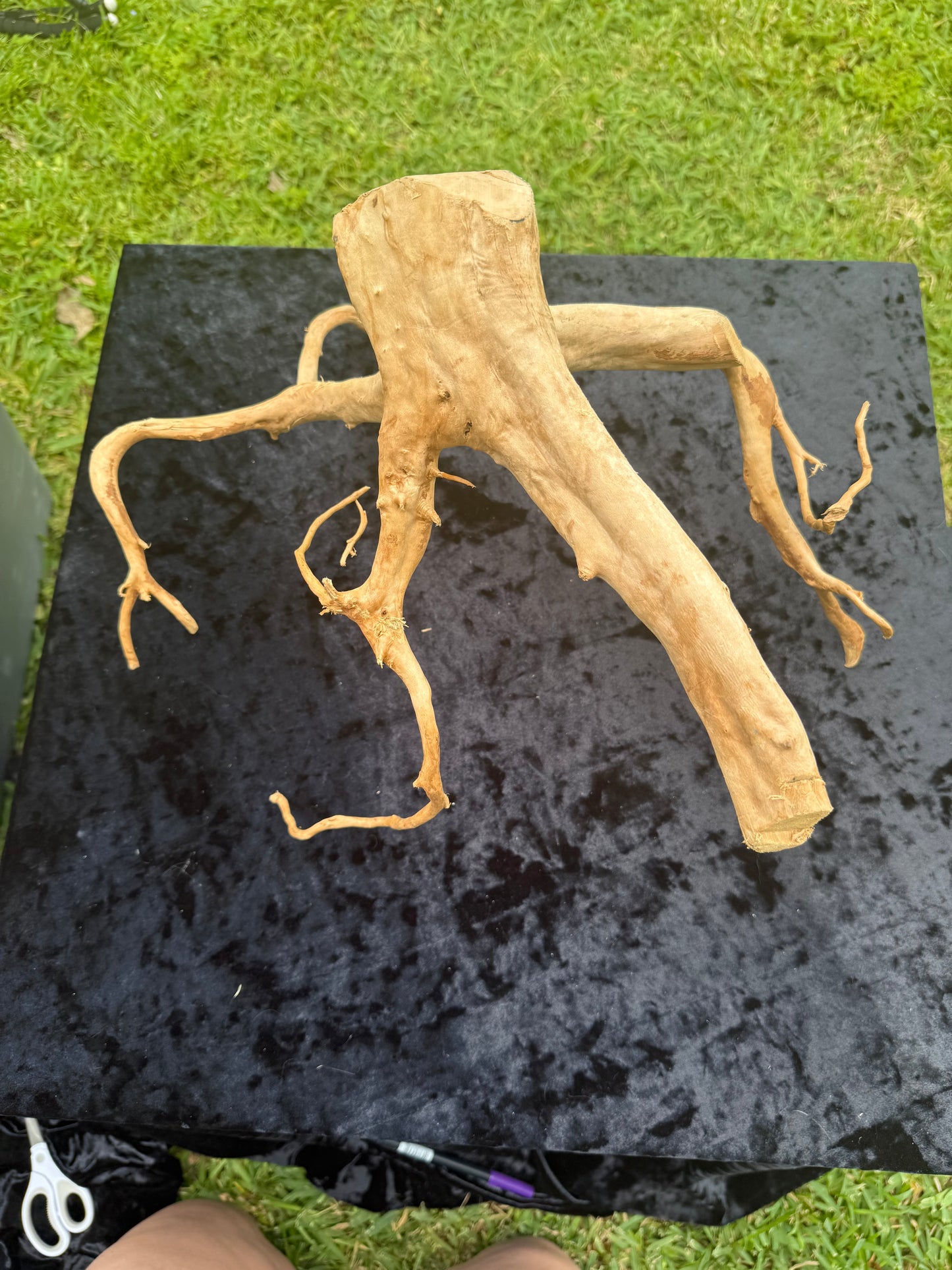 Large Tanglewood Root 6