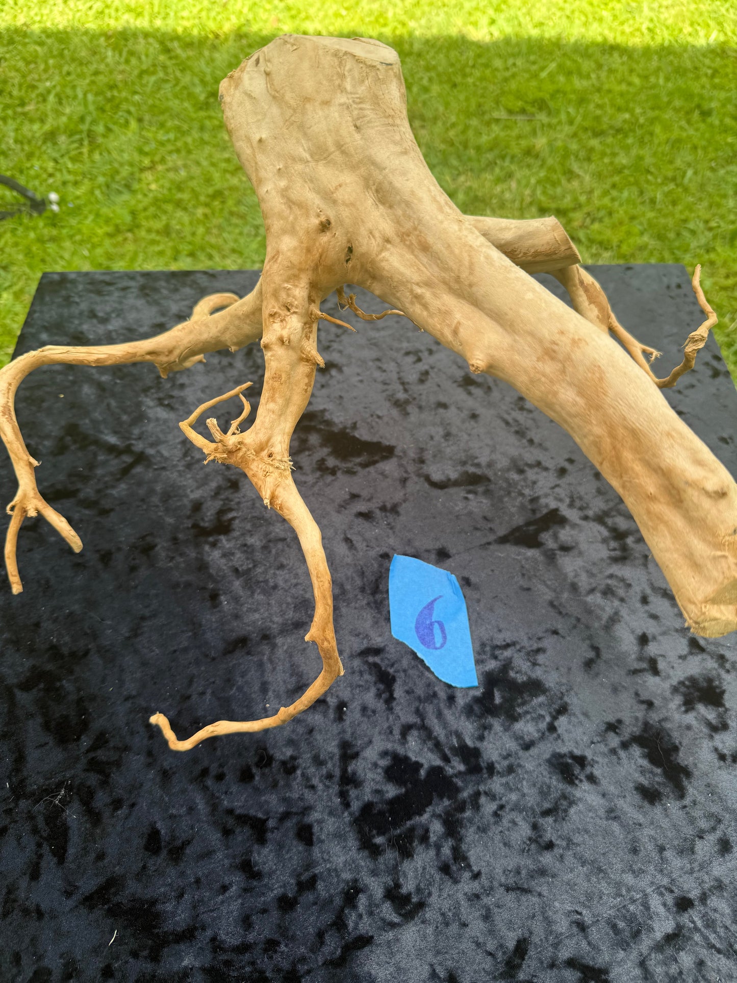 Large Tanglewood Root 6