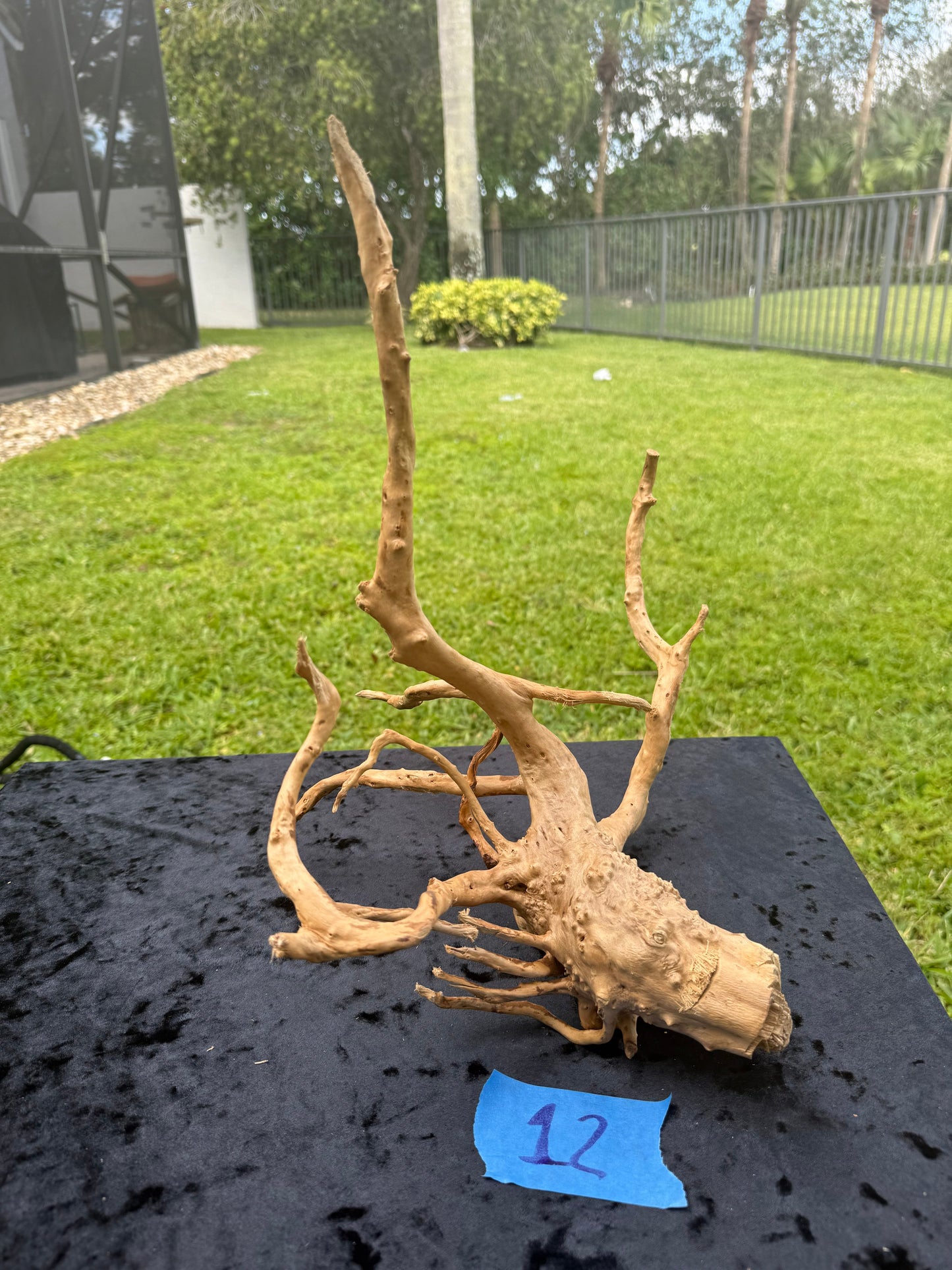 Large Tanglewood Root 12