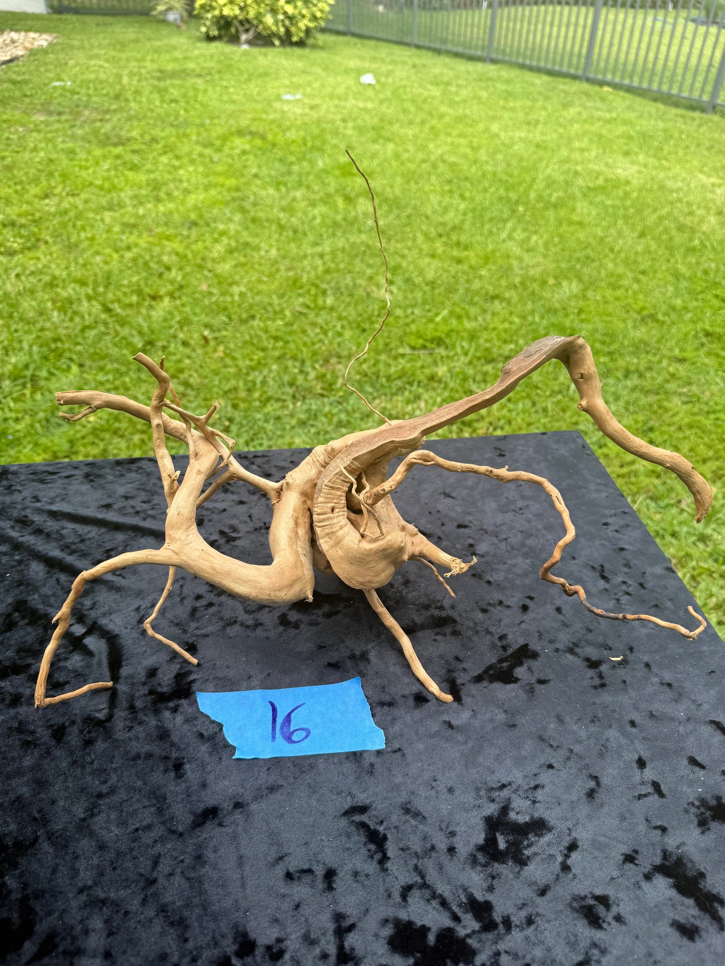 Large Tanglewood Root