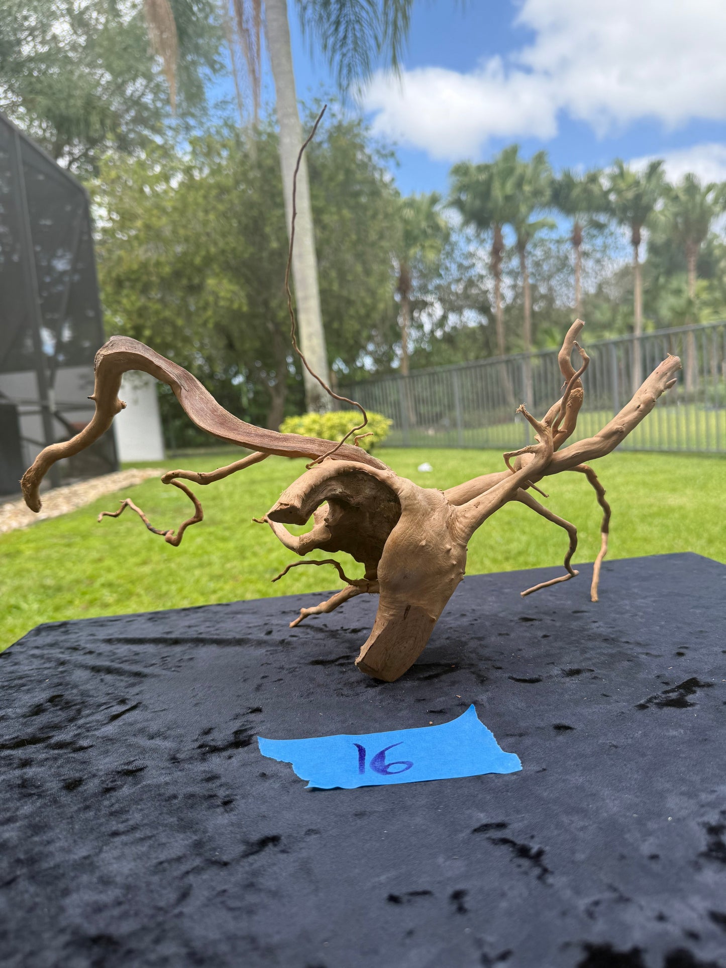 Large Tanglewood Root