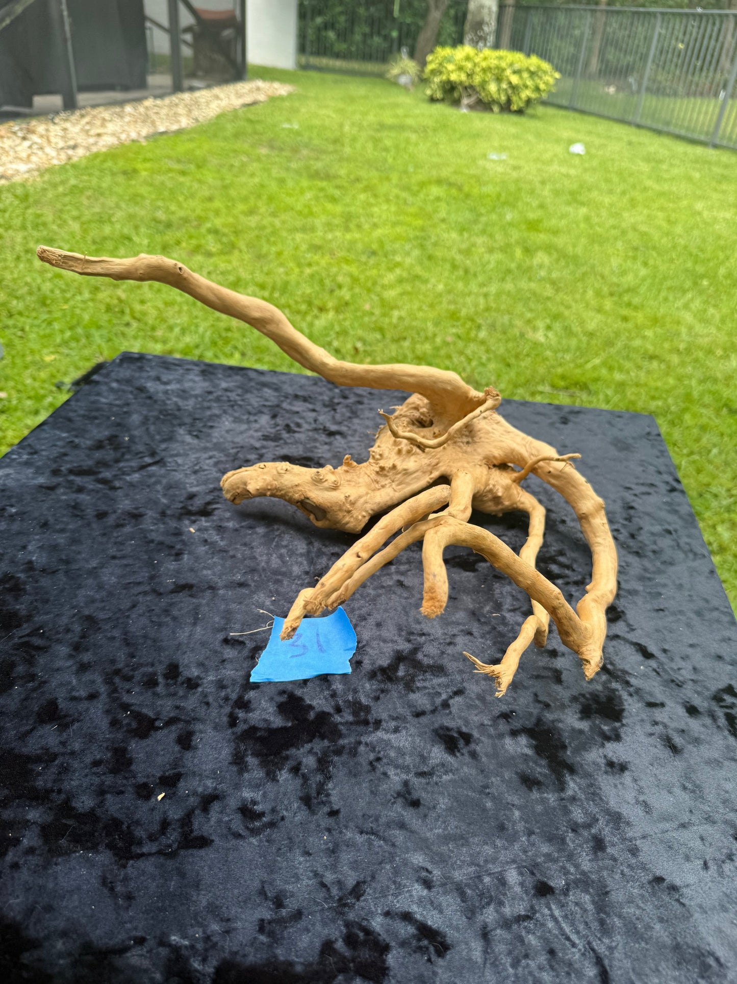 Large Tanglewood Root
