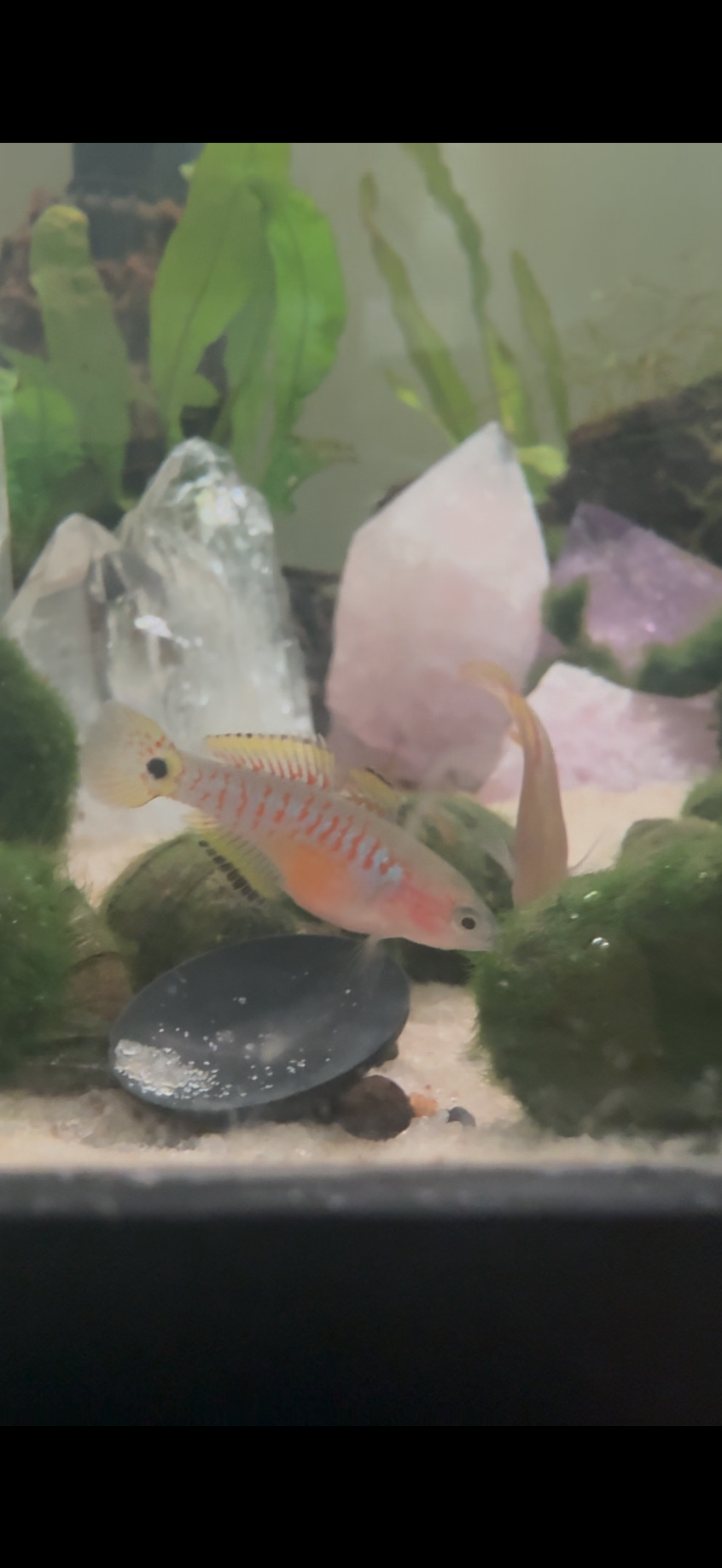 Peacock Gudgeon