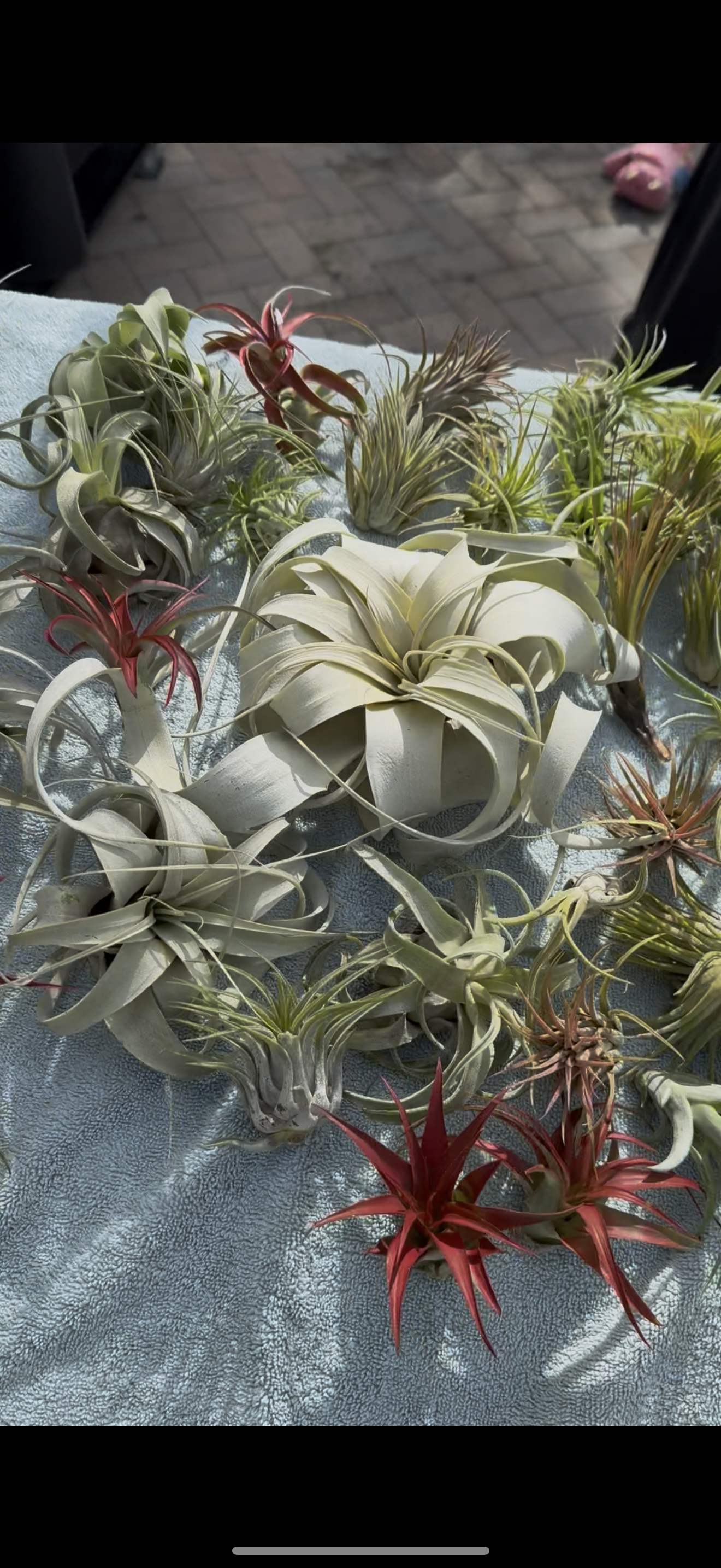 Air Plant
