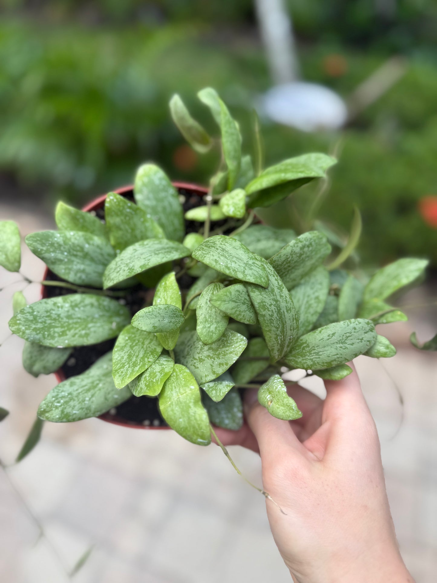 Hoya - Sigillatis Silver VN-434