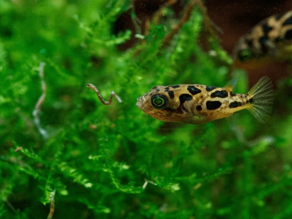 Pea Puffers