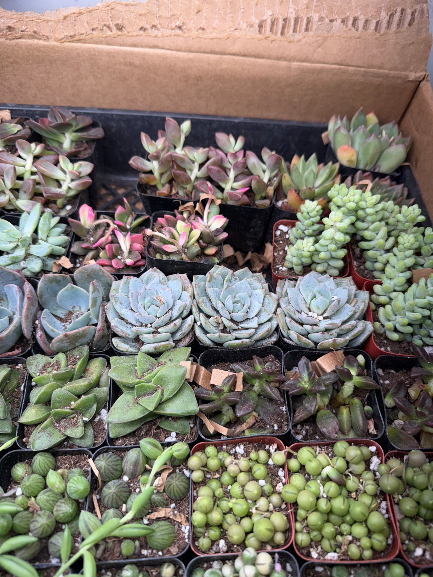 Succulents