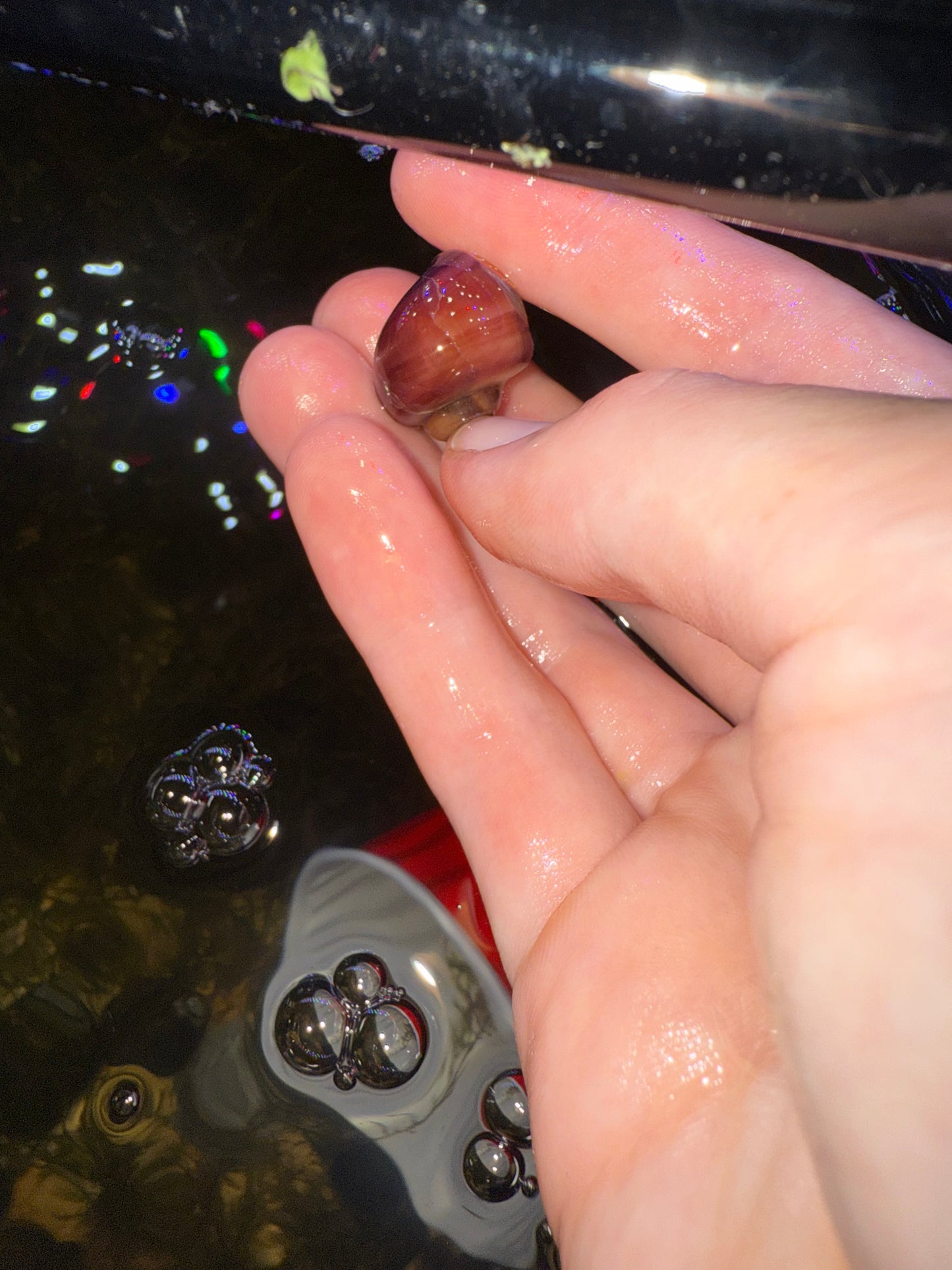 Purple mystery snail