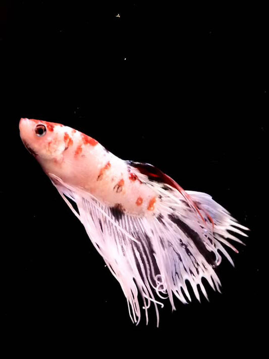 Koi Crowntail