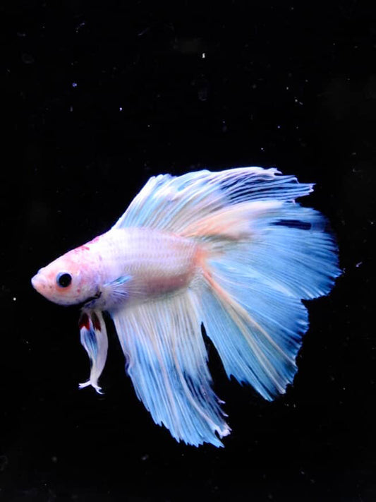 Platinum Twintail Halfmoon XL