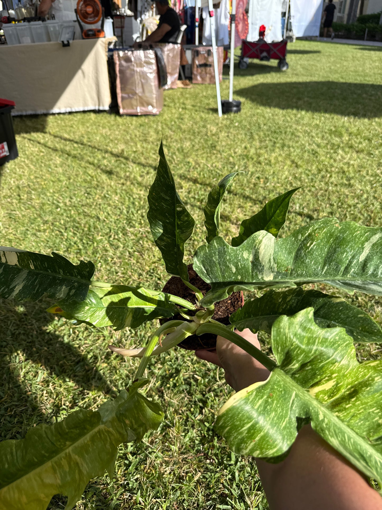 RING OF FIRE PHILODENDRON