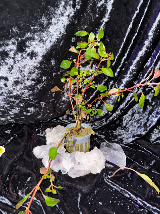 Ludwigia repens "Super Red  Mini"