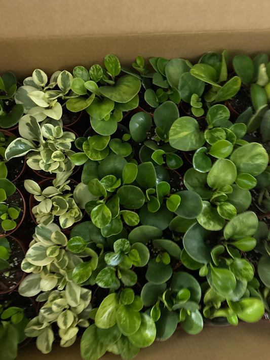 Assorted Peperomia