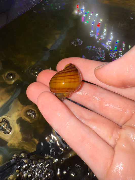 Albino Mystery Snail