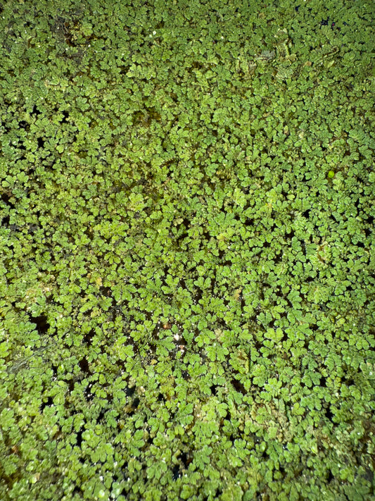 Azolla Caroliniana