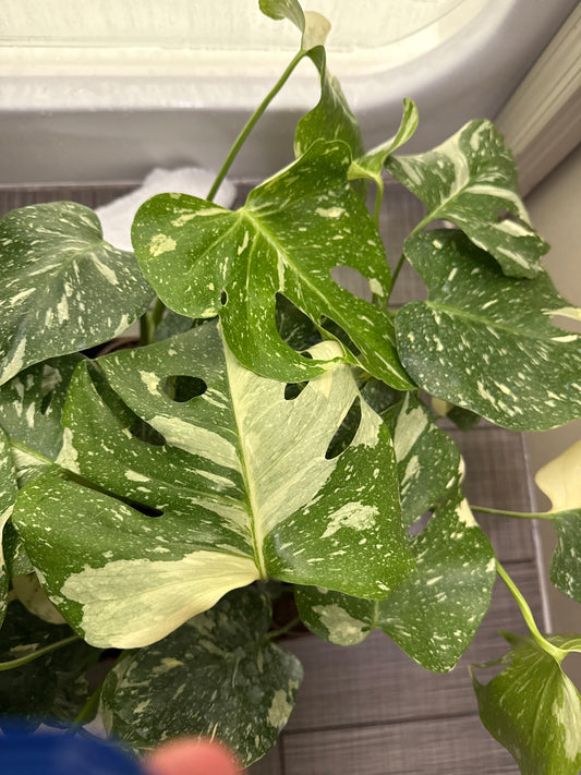 Monstera Thai constellation