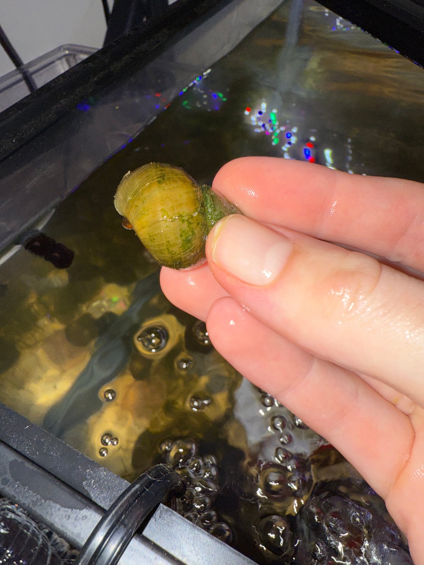 Trapdoor Snails (BIG!)