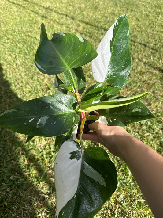 White Princess Philodendron