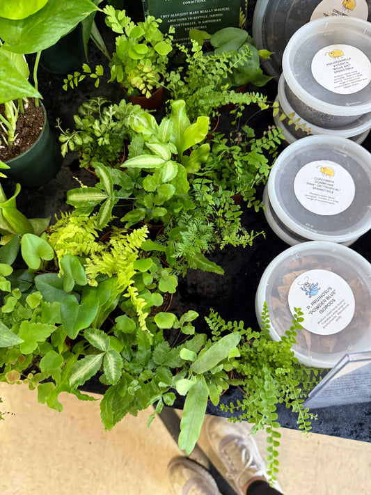 Assorted Ferns