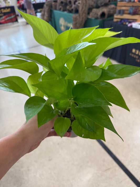 Neon Pothos