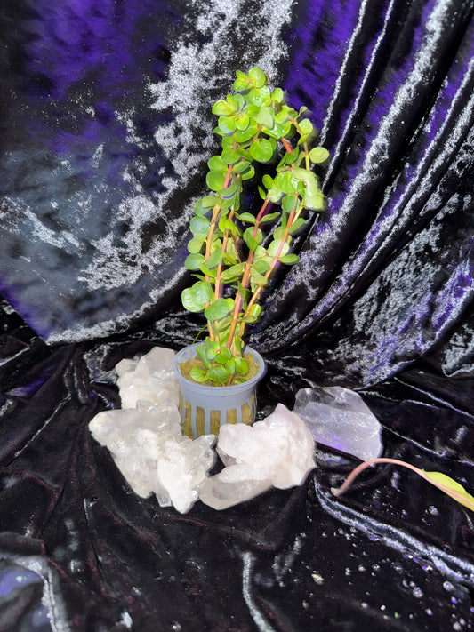 Rotala rotundifolia 'Blood Red'