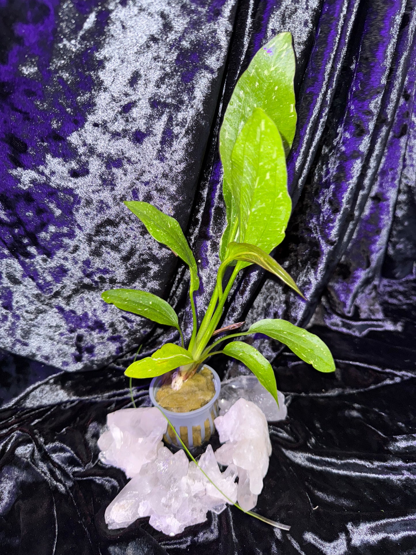 Large Echinodorus 'Rosé' Sword Plant