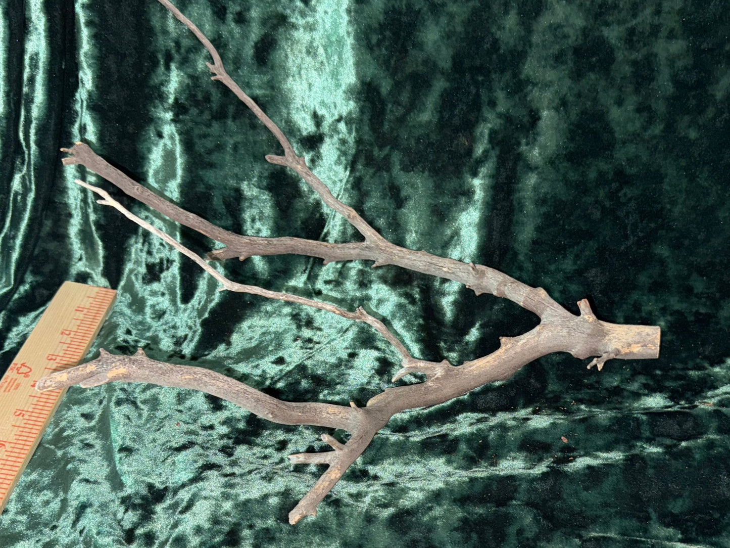 Twisted Trunks