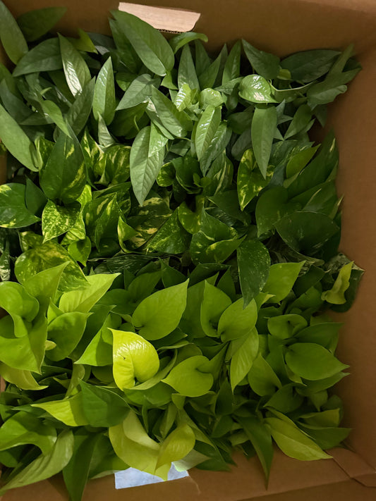 Cebu blue pothos