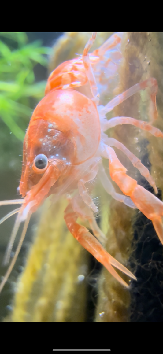 Orange Dwarf Crayfish