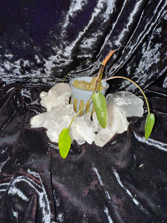 Large Cryptocoryne Petchii