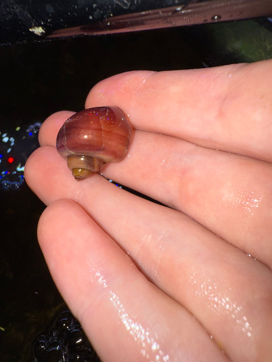 Purple mystery snail