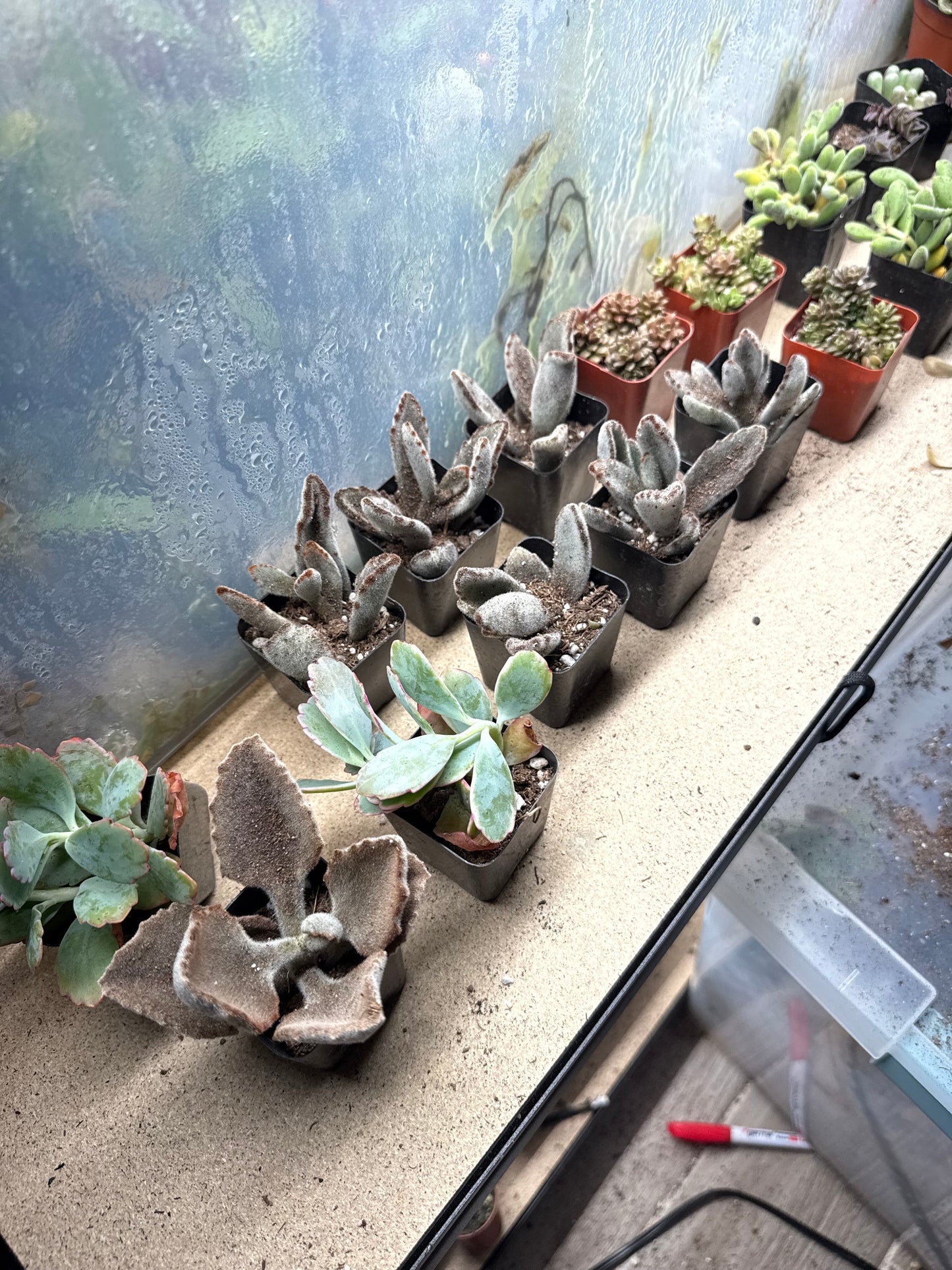 Succulents