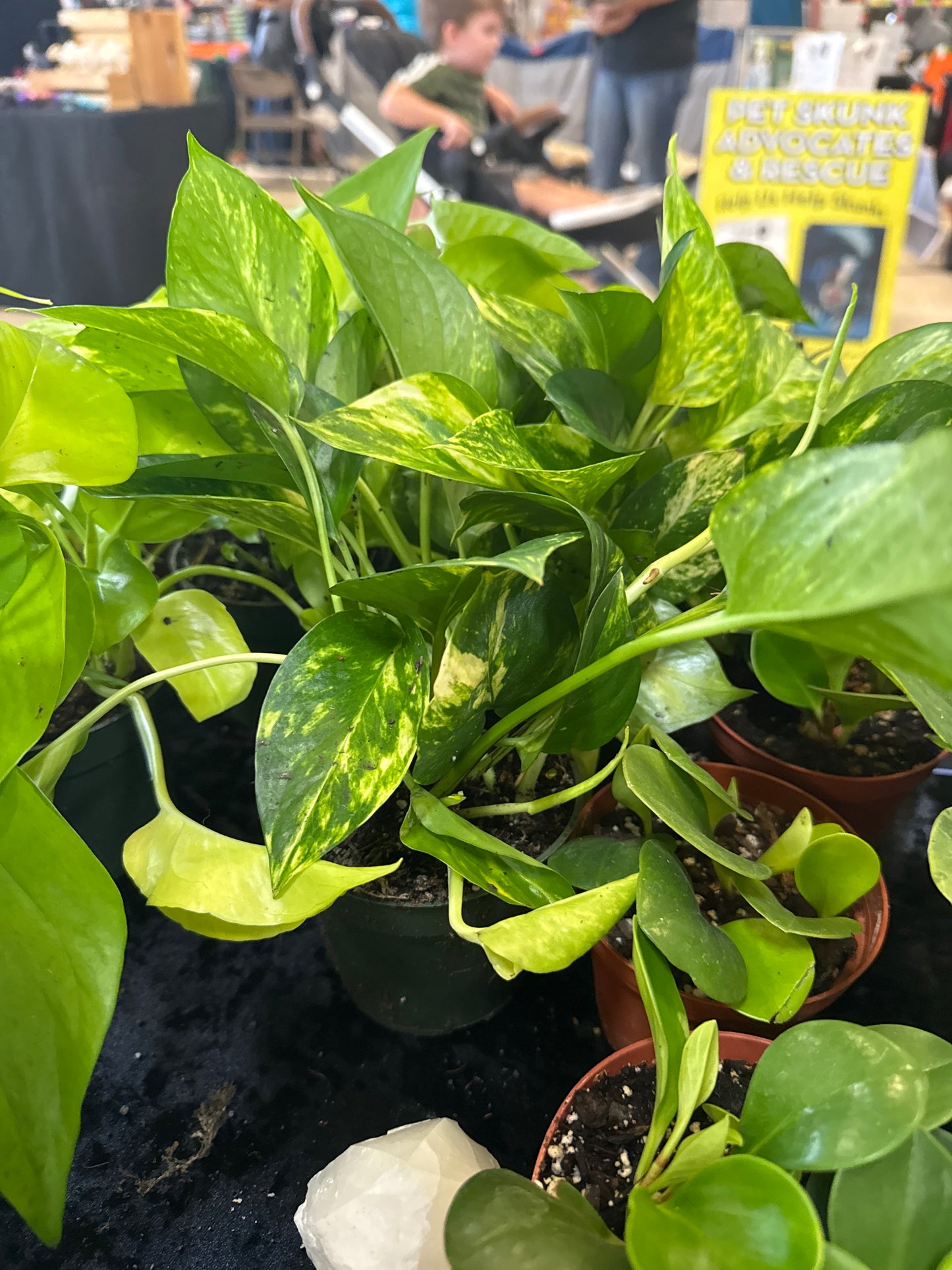 Golden pothos!