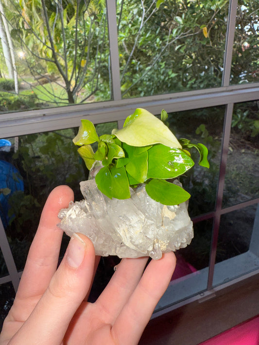 Golden nana petite on quartz