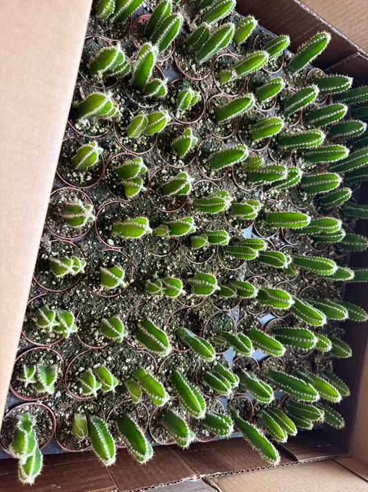Fairy cactus